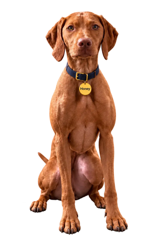 Honey the Vizsla
